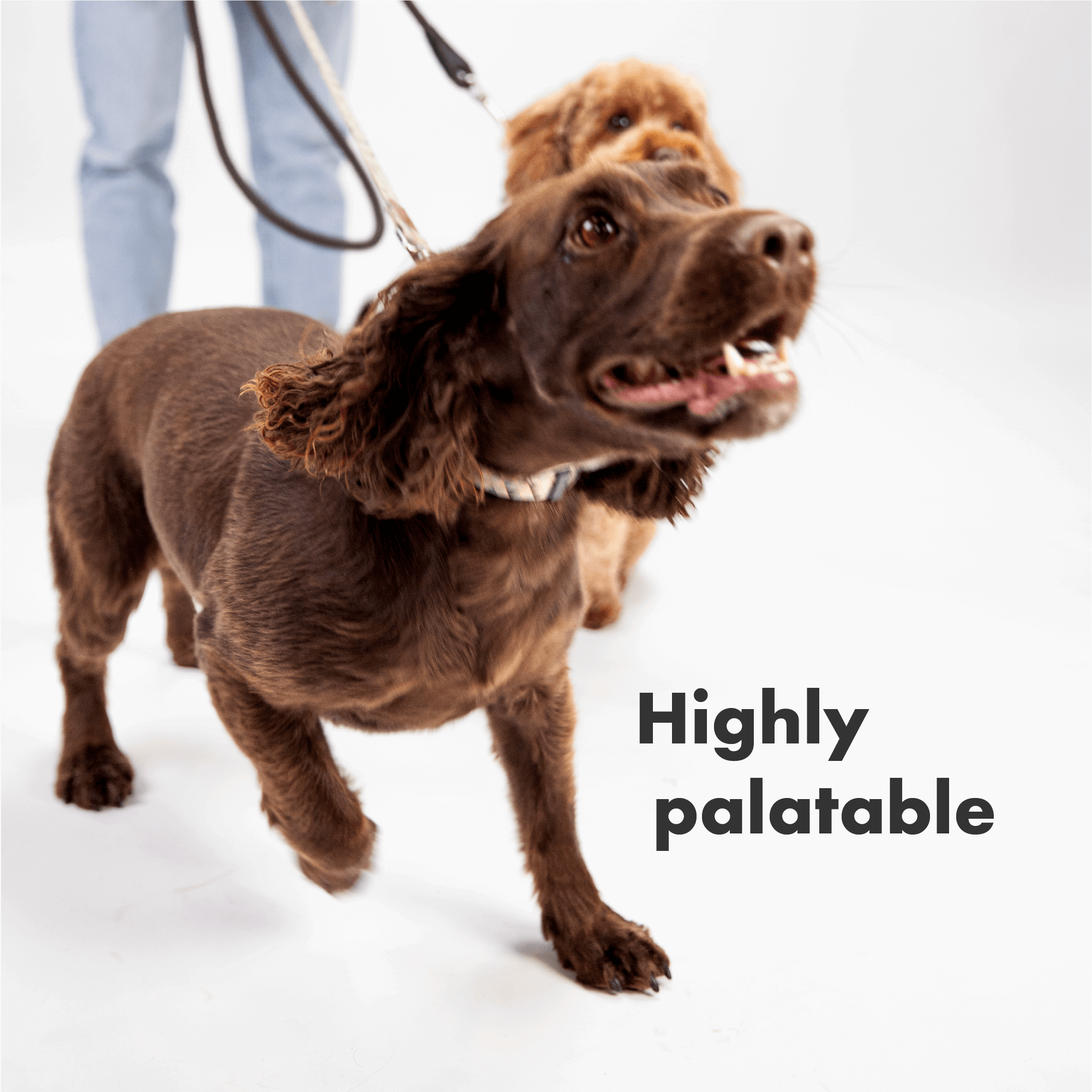 DotDotPet – wholesale Pet supplement – Dog – Plasma Dog Wellness Gummies – Daily Supplement 30 Pack5