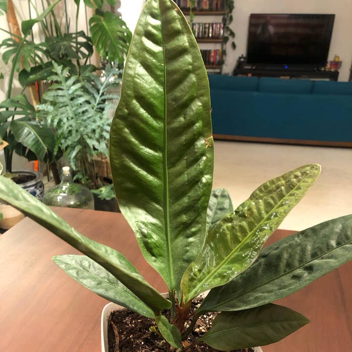 Anthurium Cobra for wholesale by Dick's Sticks and Exotics