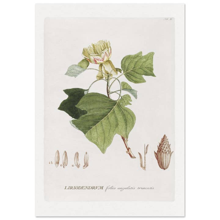 Liriodendrum for wholesale by Maison de Paloma