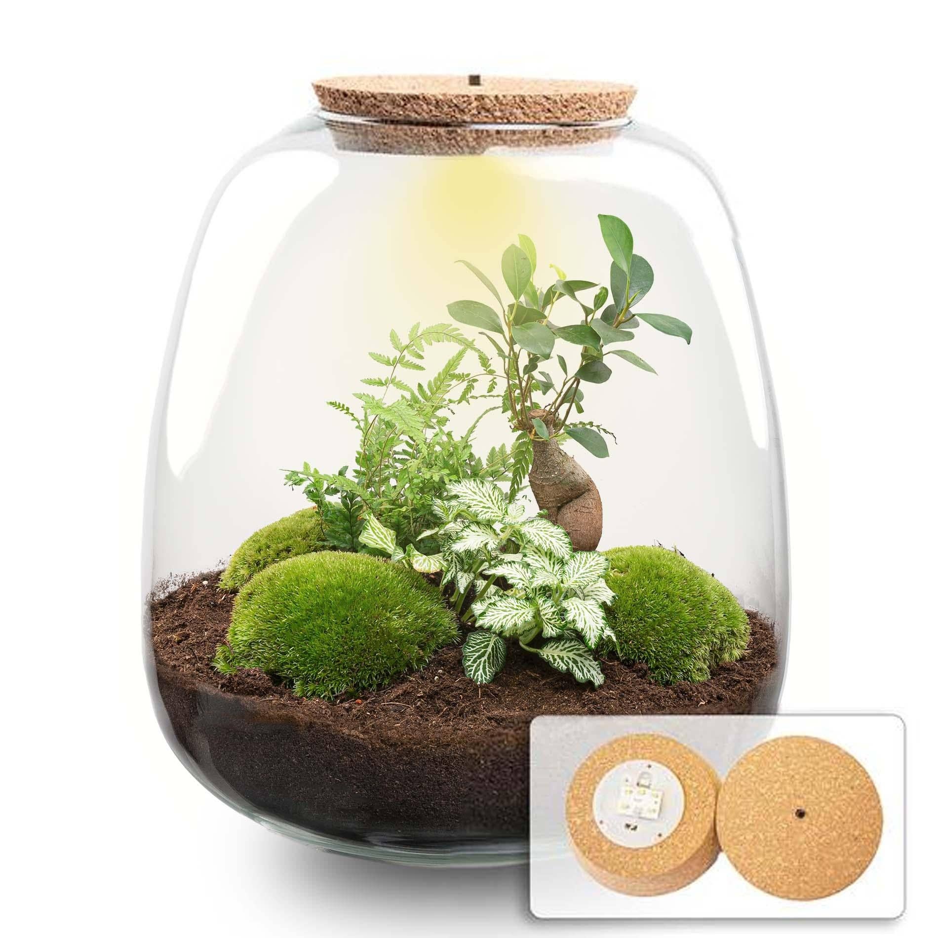 Oasis of Life - Wholesale Terrarium - Plant Terrarium "Emma" – Kit with LED Cork Lid – Ø23cm ↕25cm – DIY Bottle Garden with Ficus Ginseng Bonsai, Fern & Fittonia White Tiger – Self-sustaining Mini Ecosystem Made of Glass0