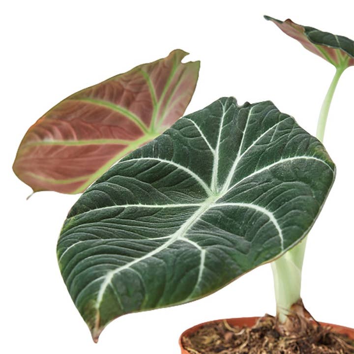 House Plant Wholesale - Wholesale Live Plant - ALOCASIA BLACK VELVET 4-inch1