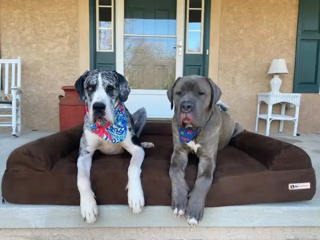 Barker Beds - Vente Panier – chien - Lit orthopédique pour chien 7" - Édition canapé1