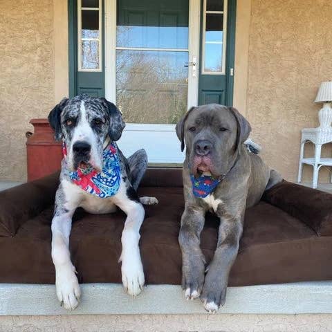 Barker Beds - Vente Panier – chien - Lit orthopédique pour chien 7" - Édition canapé1