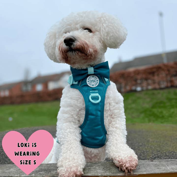 Bailey and Coco - Vente Harnais – chien - Harnais pour chien Trail & Glow - COLOUR DROPS® - Ice Teal21