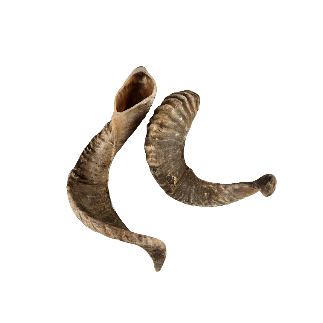 PetYupp - Wholesale Pet Chew Toy - Dog - Sheep/Goat Horn  All Natural Dog Chew - 1 Pc1