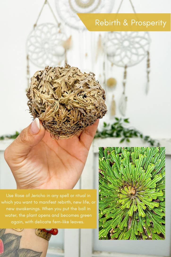 The House Of Gentry - Wholesale Live Plant - Rose Of Jericho 3