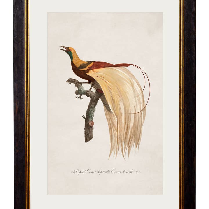 TA Interiors - Wholesale Art Print - c.1809 Birds of Paradise