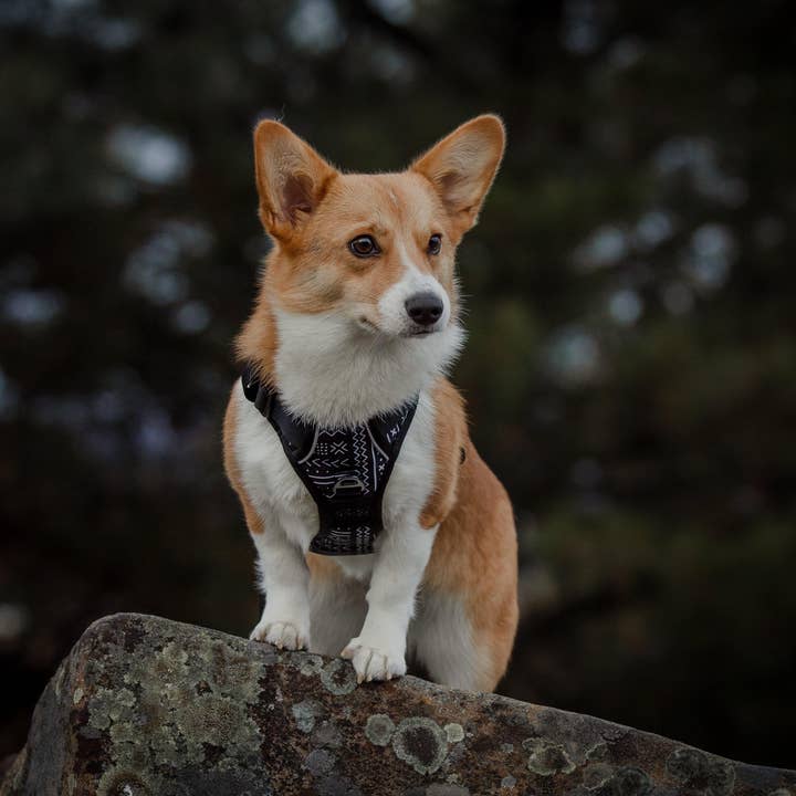 Wildside Dog Gear - Wholesale Pet Harness - Dog - Luna Click N' Go Dog Harness