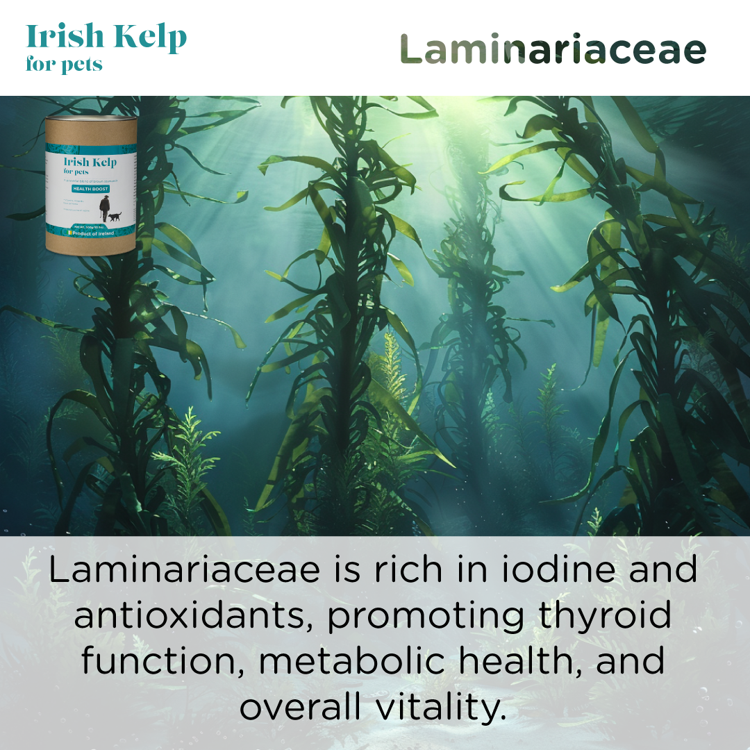 Seaweed For Dogs – Großhandel Nahrungsergänzungsmittel für Haustiere – Hund – Irish Kelp für Haustiere | Kraftvolle Mischung aus Braunalgen6