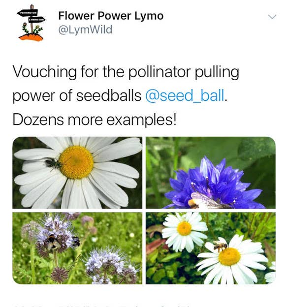 Seedball - Vente Graines de plantes - 50 boîtes à graines avec boîte de présentation16