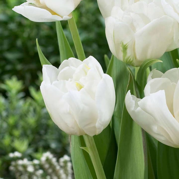 Oasis of Life – wholesale Live plant – Tulip bulbs – 14 flower bulbs – Tulipa "Mondial" – Double white tulips with yellow centers – Flower bulbs for garden, bed & pot – Height approx. 45cm – Early blooming & easy to care for6