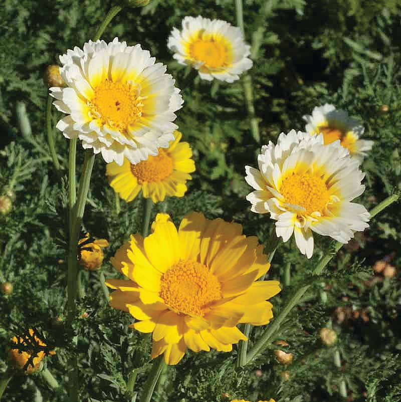 Bentley Seed Co. - Wholesale Plant Seeds - Bulk 250 Piece Western Region Flower Seed Packets3