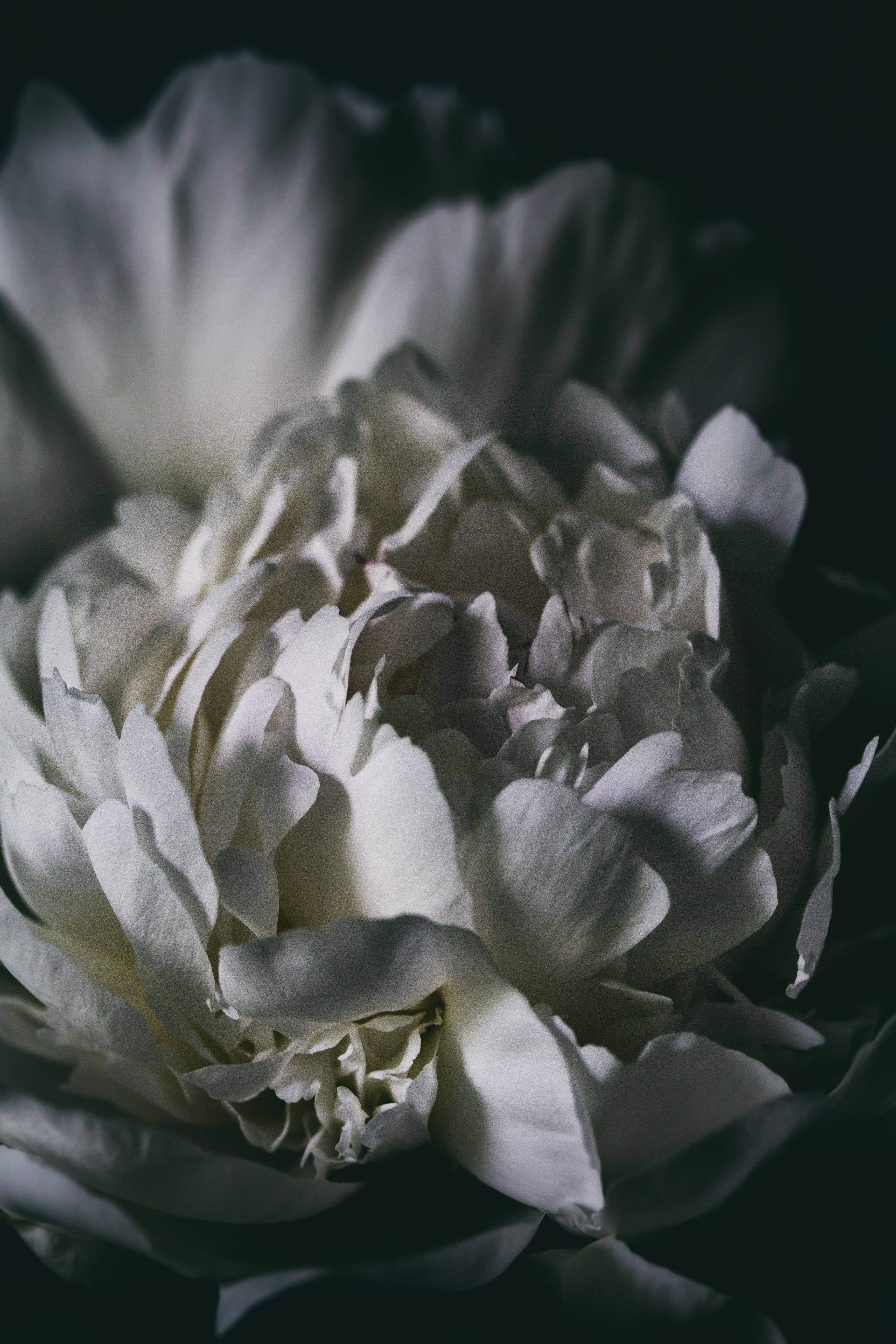 Alexis Arnold Photography - Wholesale Art Print - Fine Art Wrapped Canvas Peony Wall Art4