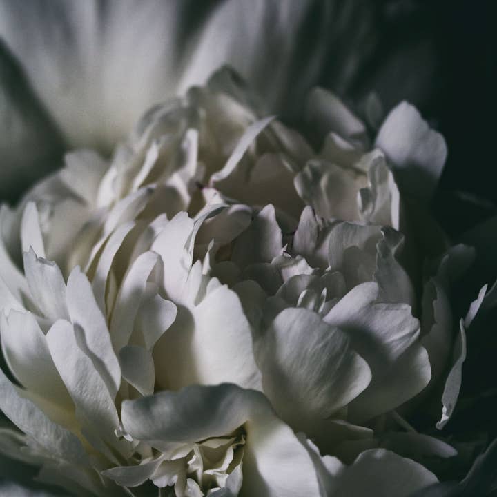 Alexis Arnold Photography - Wholesale Art Print - Fine Art Wrapped Canvas Peony Wall Art4