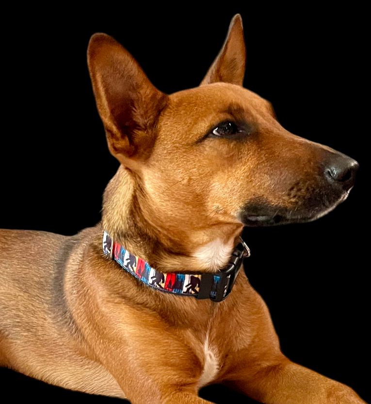 Doot's Pet - Collars For A Cause - Wholesale Pet Collar - Dog - Bigfoot Sasquatch Black Nylon Dog Collar MD, LG, XL, Leash2