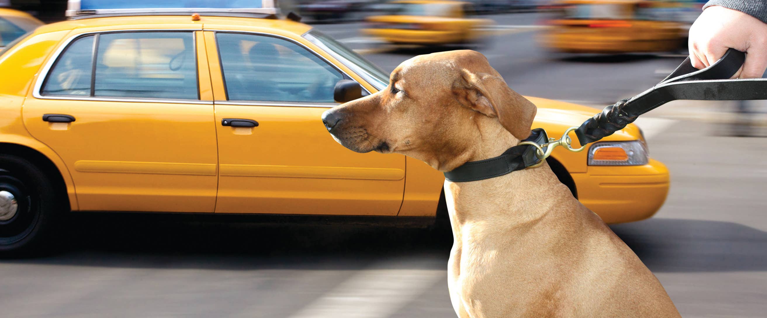 Angel Pet Supplies Inc. - Wholesale Pet Leash - Dog - Leather Braided Leash DBL Handle by ANGEL™1