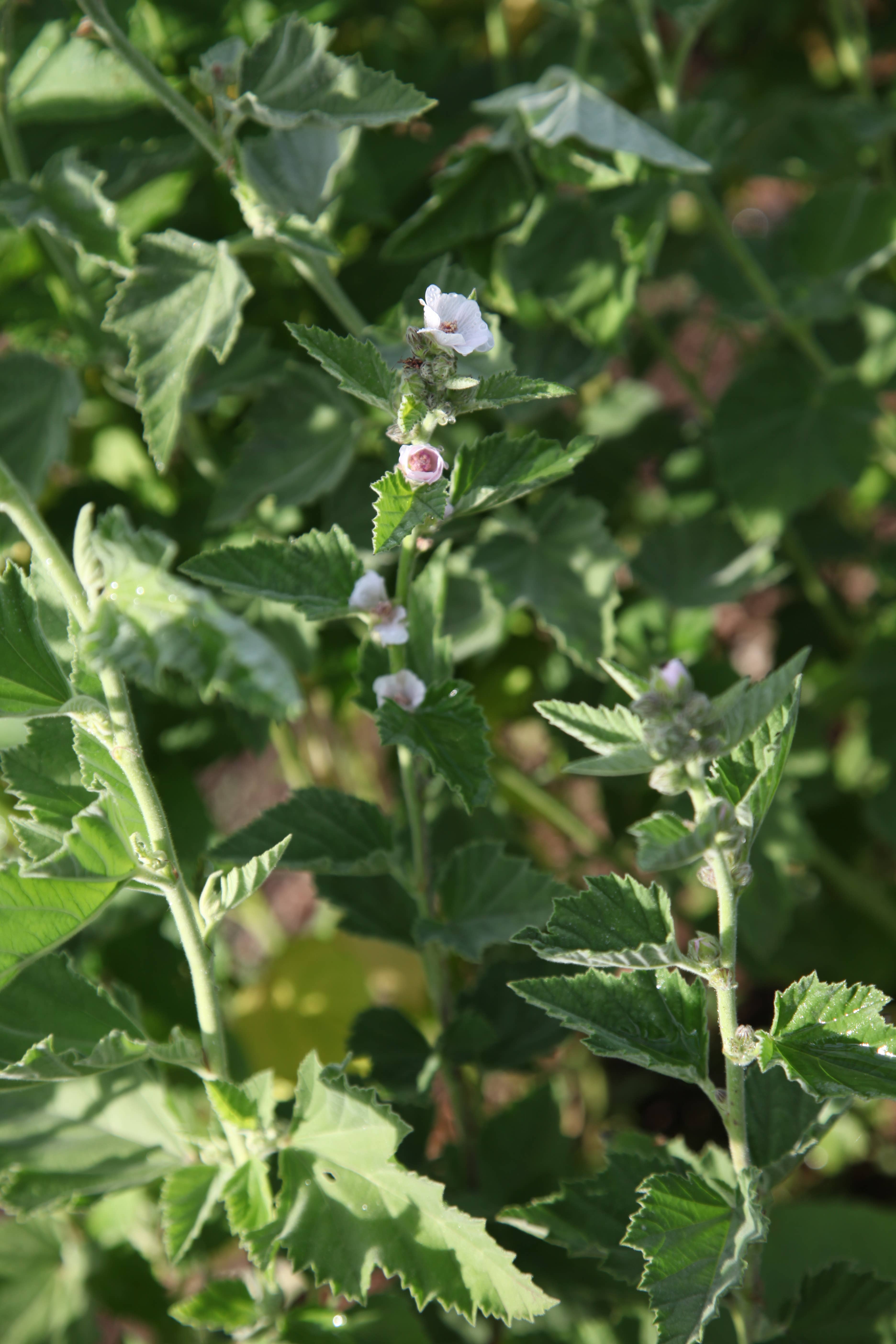 Lavender Haus - Wholesale Facial Steam - Lavender Facial Steam3