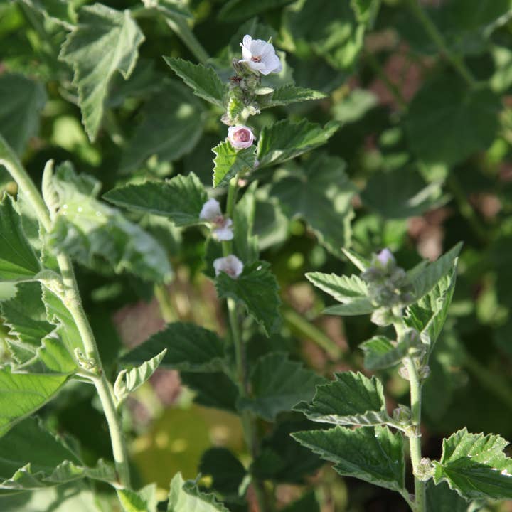 Lavender Haus - Wholesale Facial Steam - Lavender Facial Steam3