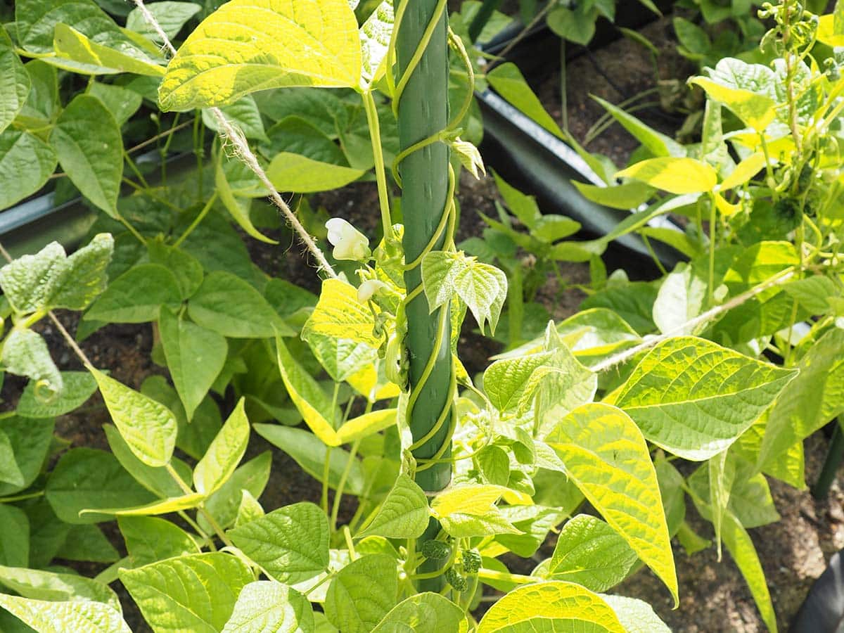 JARDIN Y NATURA OUTDOOR & GARDEN PRODUCTS SL - Wholesale Trellis - 150cm plasticized metal tutor - TUTOFIT 1501