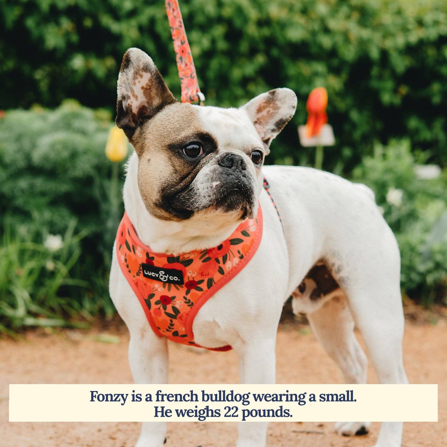 Lucy & Co. - Wholesale Pet Leash - Dog - Posy Pink Leash3