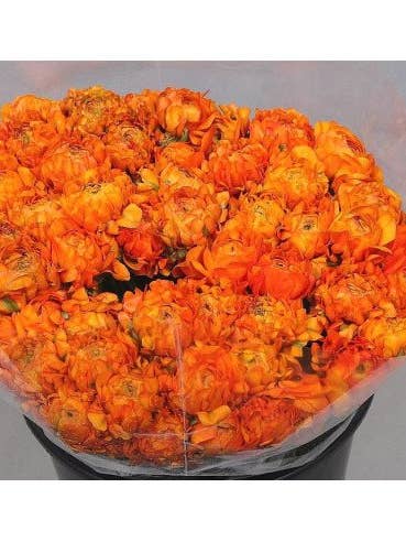 Ranunculus Pon Pon "Garfield" Bi Color Orange 70 stems for wholesale by Florasource