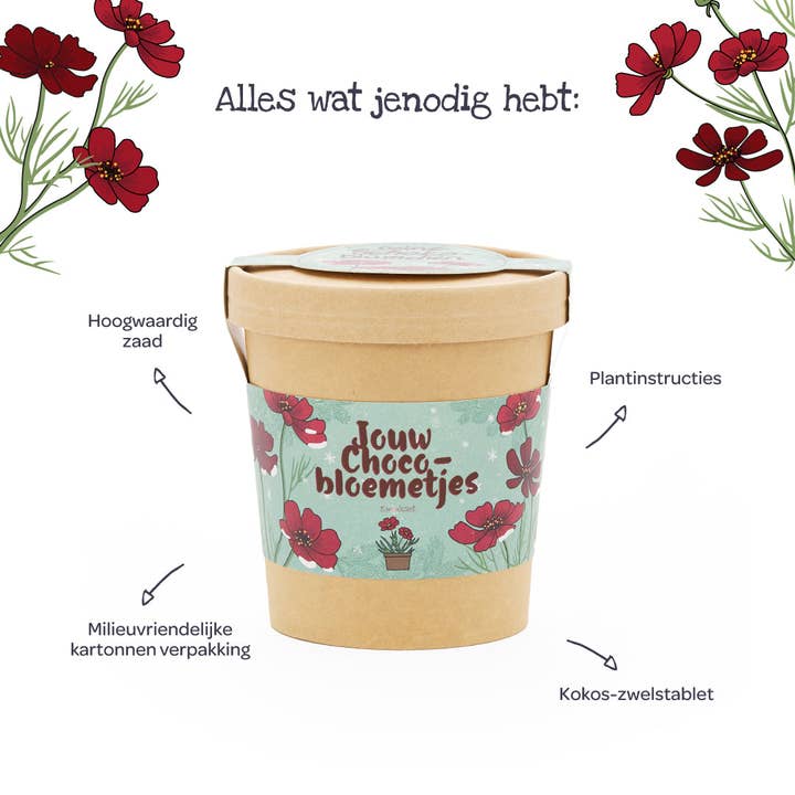 TDJ Stadtgärtner GmbH - Wholesale Plant Seeds - Chocolate flowers from the cup (NL)4