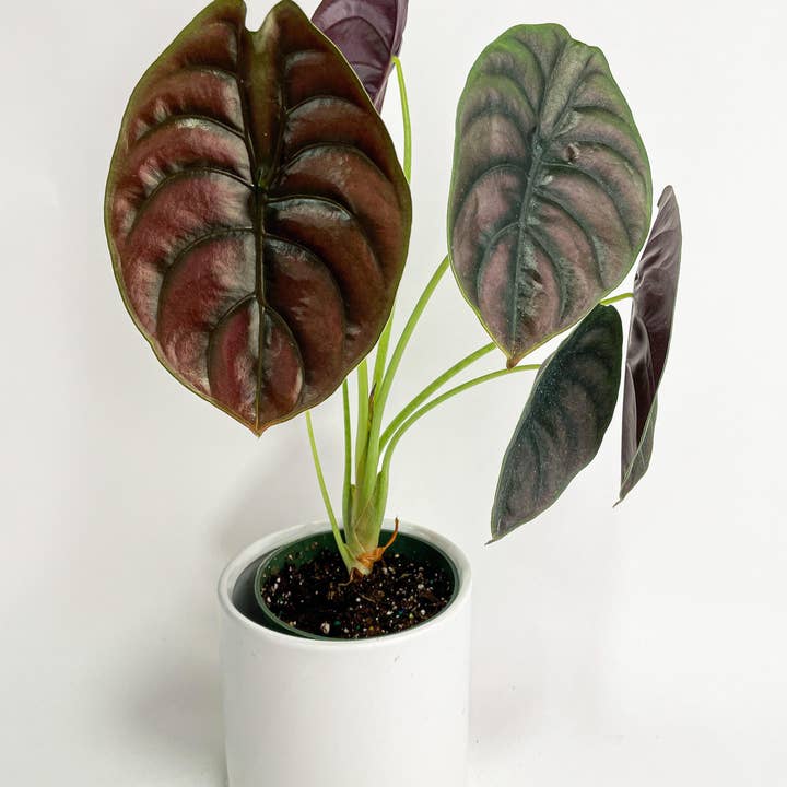 Bumble Plants - Wholesale Live Plant - Alocasia Cuprea Red Secret Jewel7