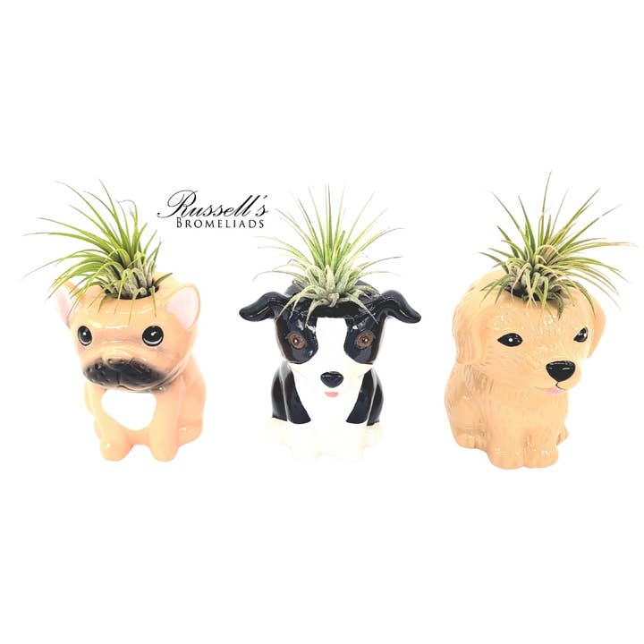 Animal Pots – Puppy Collection With Air Plants - Half Pack for wholesale by Russell's Bromeliads