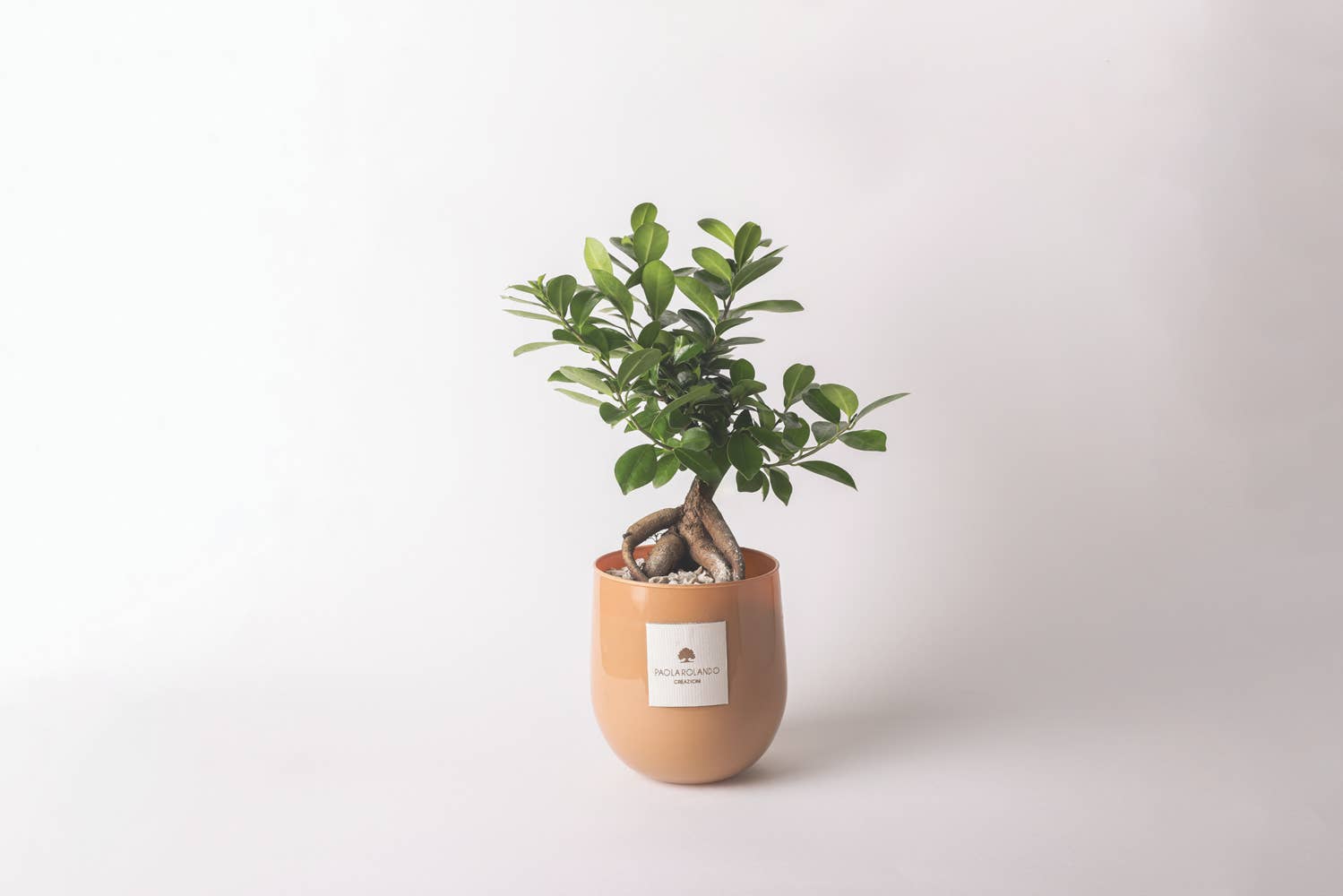 Paola Rolando Creazioni - Wholesale Live Plant - Bonsai Ficus Ginseng In Hope Glass Vase