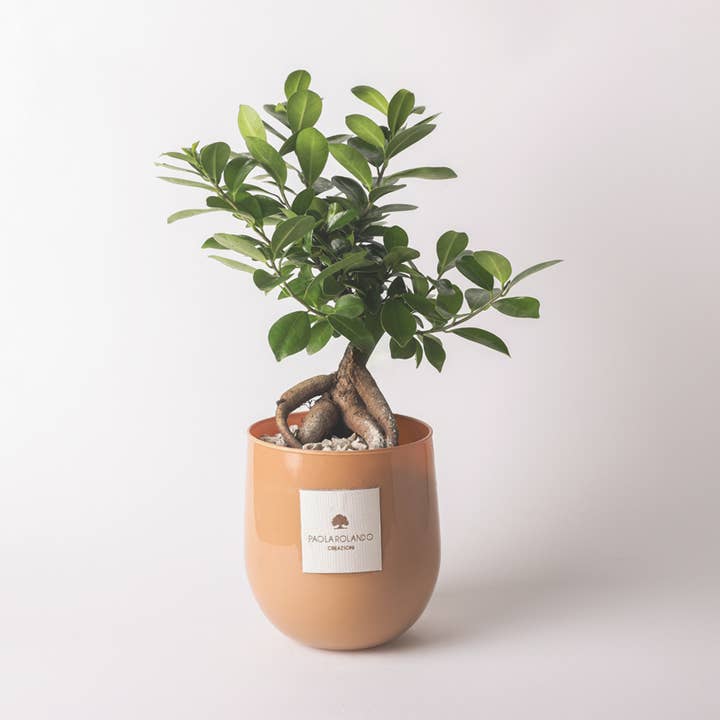 Paola Rolando Creazioni - Wholesale Live Plant - Bonsai Ficus Ginseng In Hope Glass Vase0