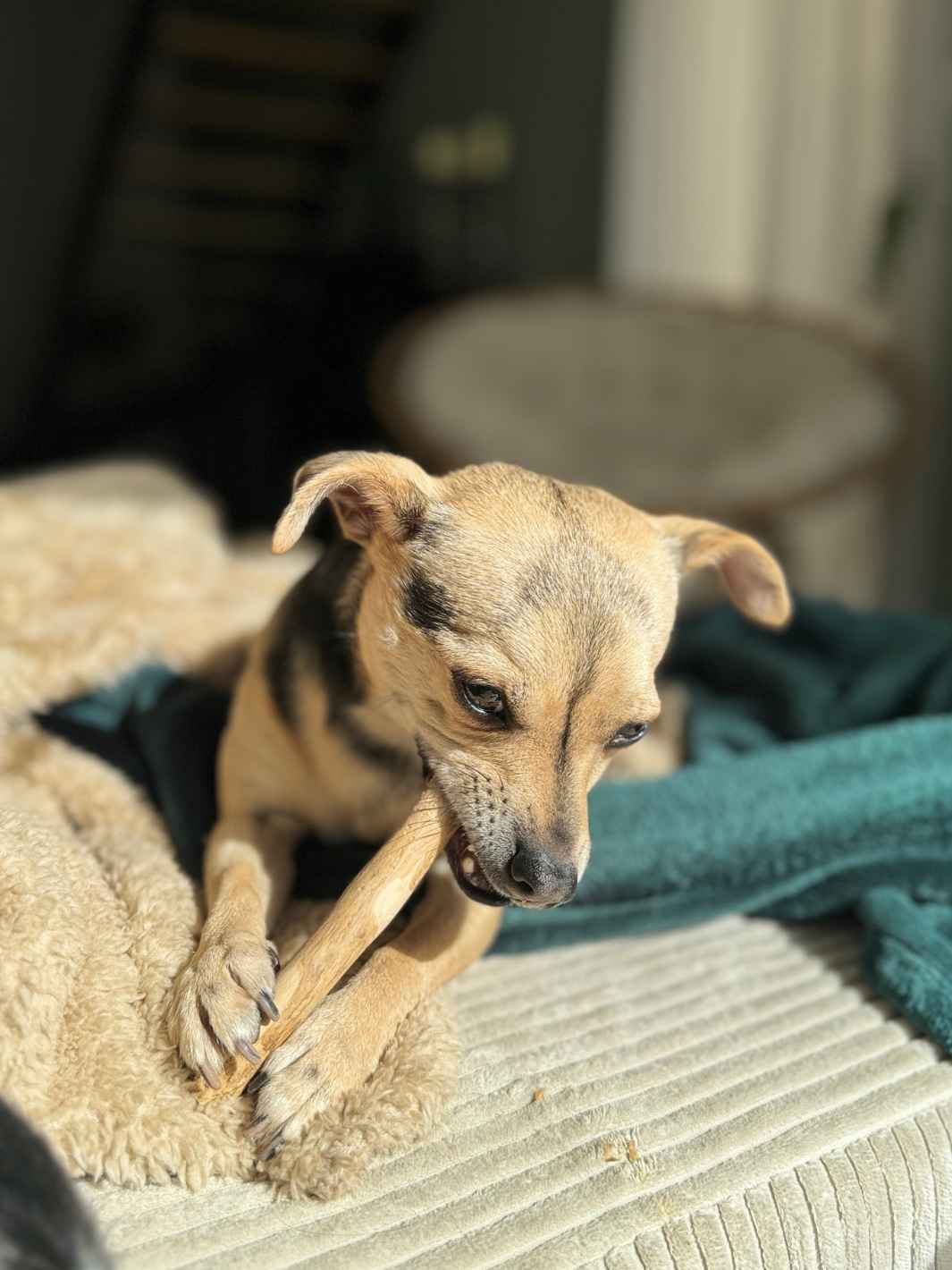 Truffe Délice - Venta al por mayor Juguete para morder - Perros - Madera de cafeto1