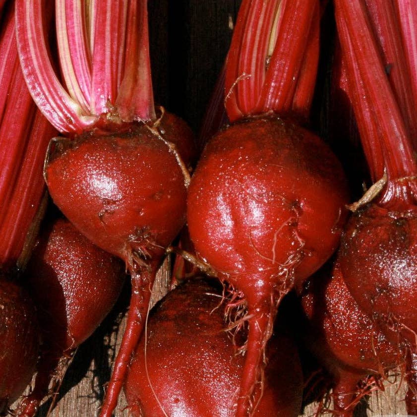 Sow True Seed - Wholesale Plant Seeds - Beet Seeds - Detroit Dark Red2