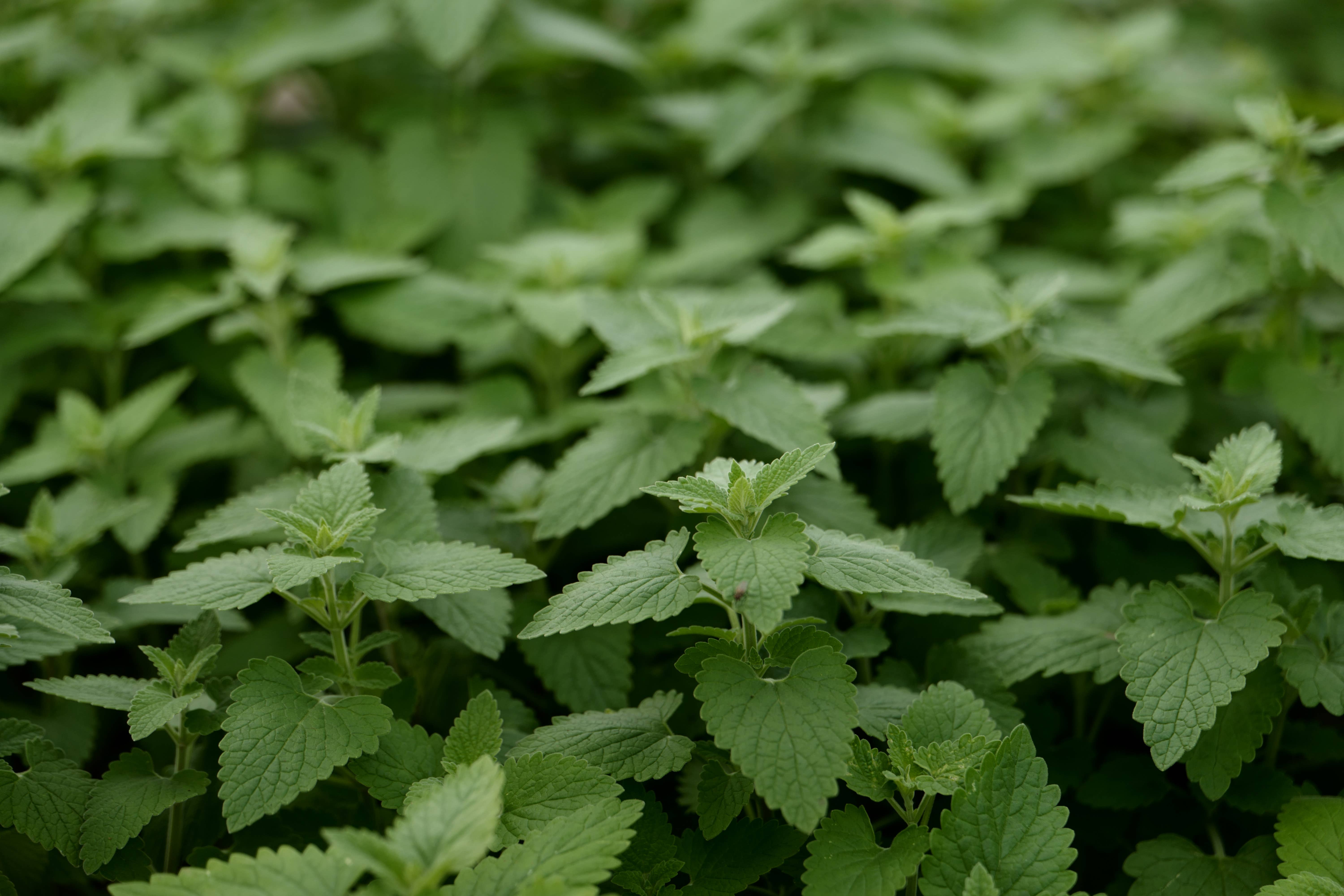 Heartsong Herbs - Wholesale Tincture - Chill Kid Tincture3