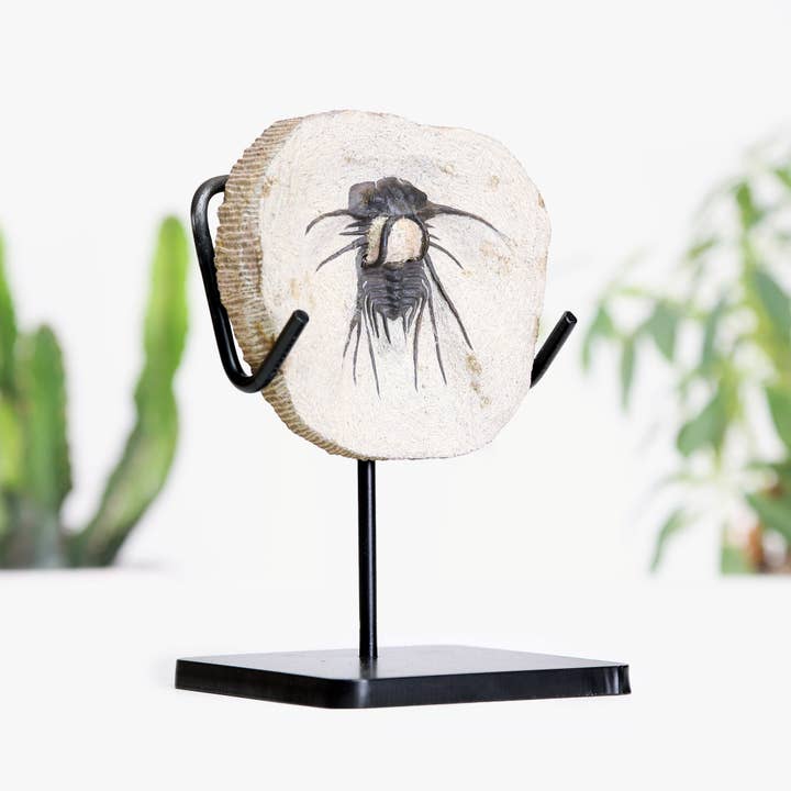 Curated Studio - Wholesale Decorative Tabletop Object - Horned Trilobite Authentic Bespoke Steel Stand