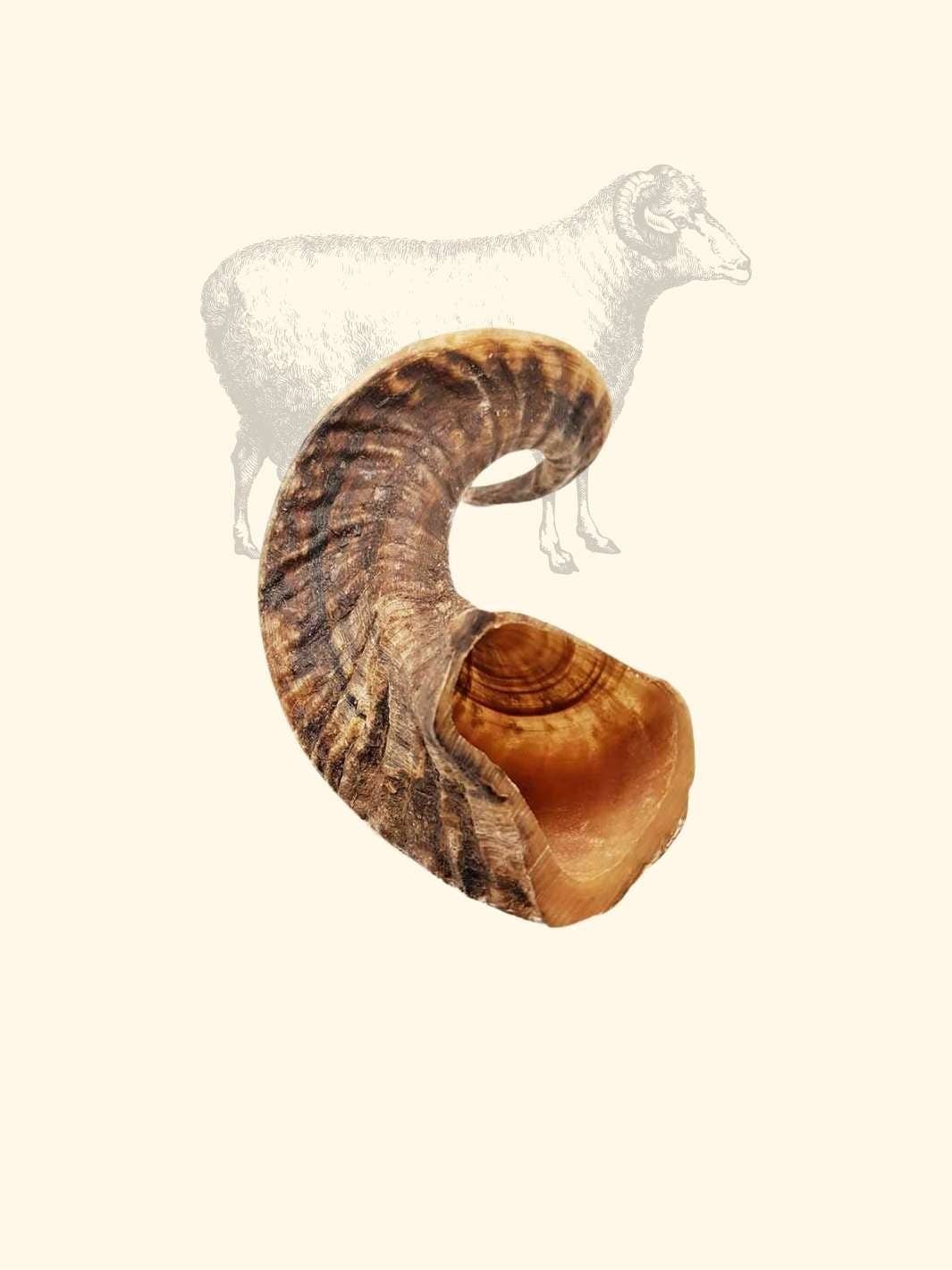 Truffe Délice - Wholesale Pet Chew Toy - Dog - Sheep horn6