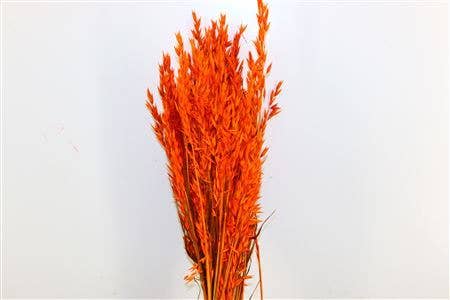 Dutch Flower Studio - Wholesale Dried/Pressed Flowers - Avena - oat grass - 70 cm - dried flowers9
