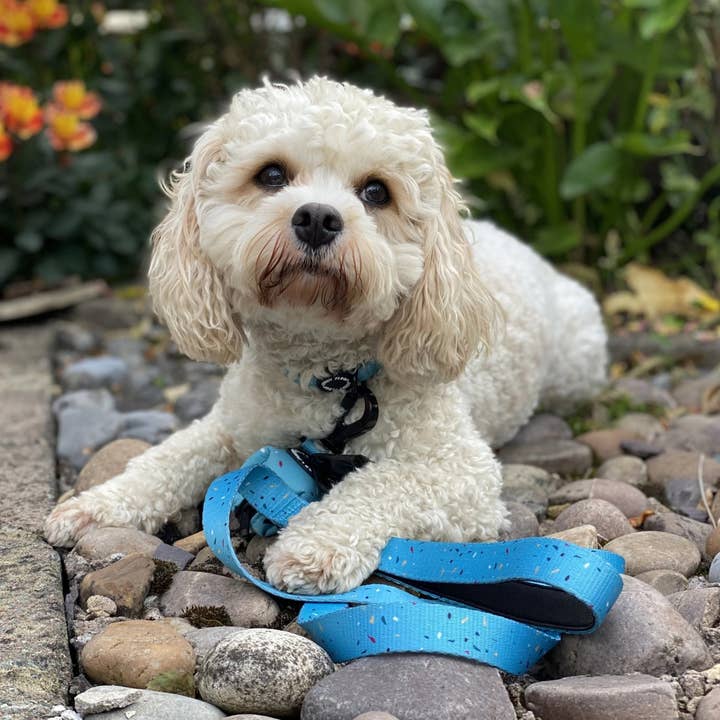 REMOVED BRAND – wholesale Pet leash – Dog – Amalfi - Lead1