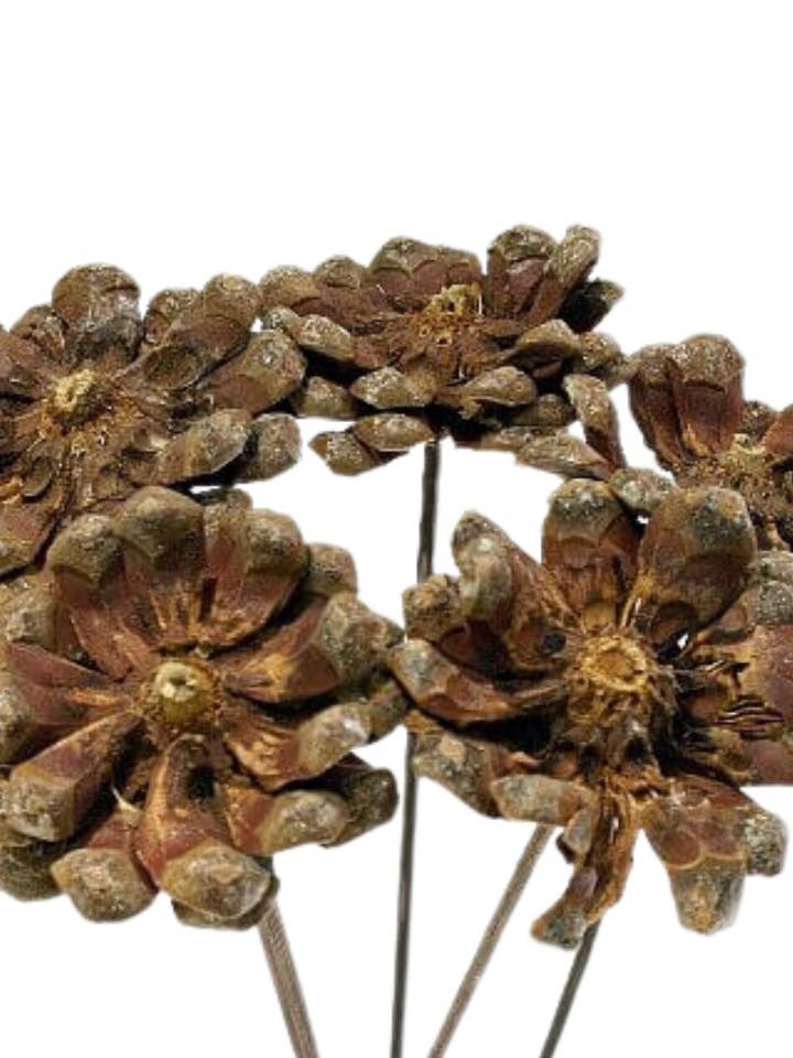 Pinar Flower for wholesale by Botanico Ltd.