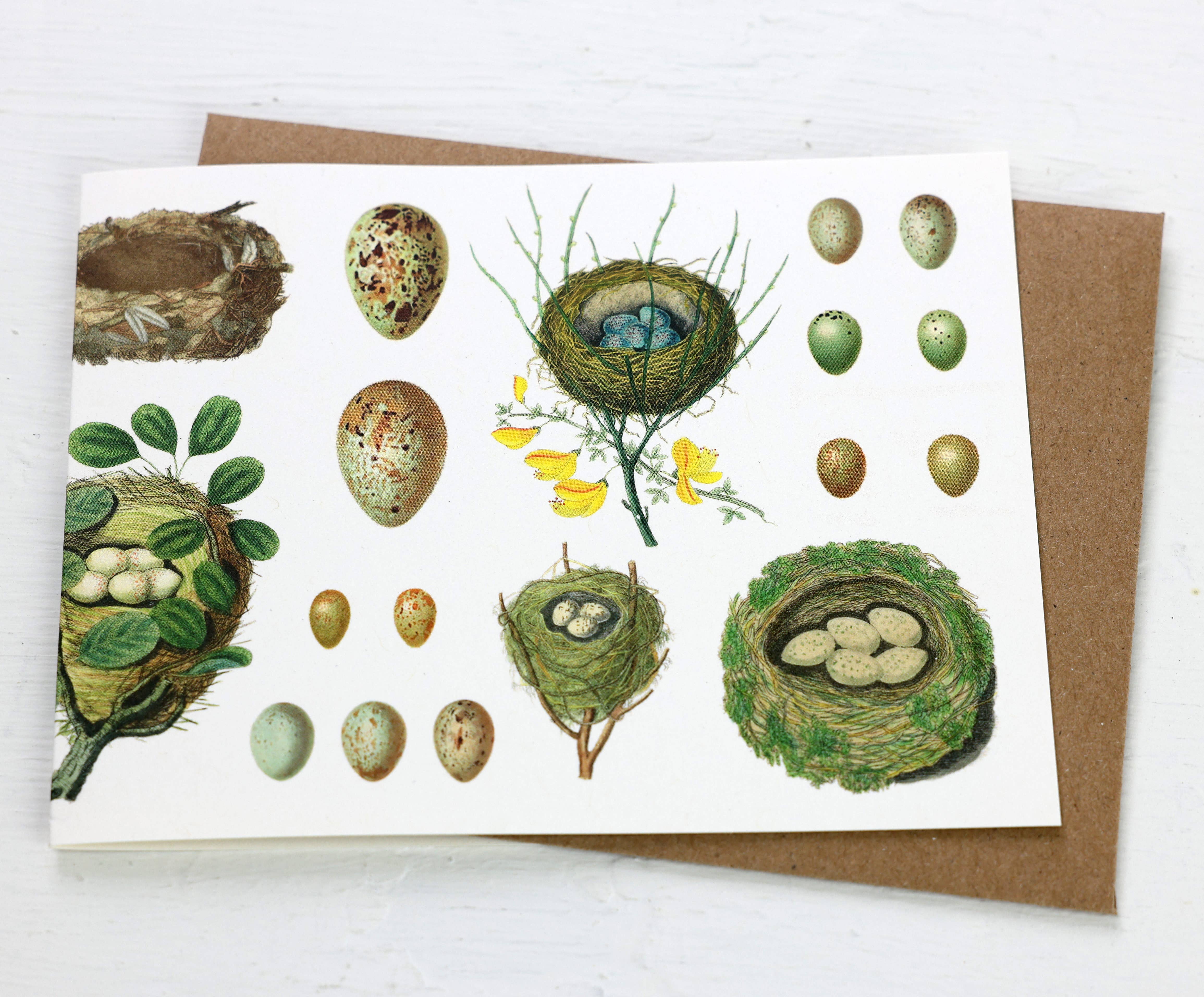 Fairhope Graphics - Vendita all'ingrosso Biglietti di auguri generici - Carta nidi di uccelli1