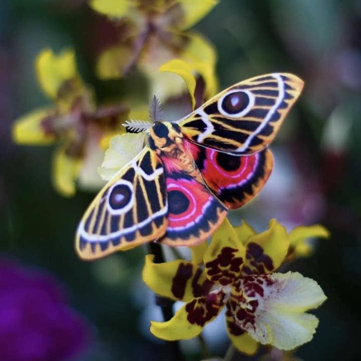 Moth and Myth – Recortes por atacado – Conjunto de mariposa da lua espanhola 'Jade'