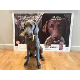 Icelandic+ - Vente Friandises – chien - Grande boîte de présentation Icelandic+ en corne d'agneau pour chiens, 12 ct7