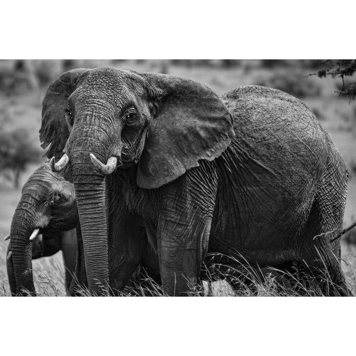 Afrikansk Elefantfamilie Sort-hvid Foto Kunsttryk Plakat for engroshandel hos Gotham Gifts
