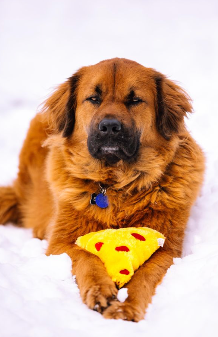 ZippyPaws – wholesale Mjukisdjur - Hund – NomNomz® pizza hundleksak2