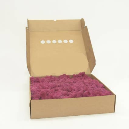 Moss House - Wholesale Live Plant - Reindeer Moss Stabilized Lichen Fuchsia by MossHouse0