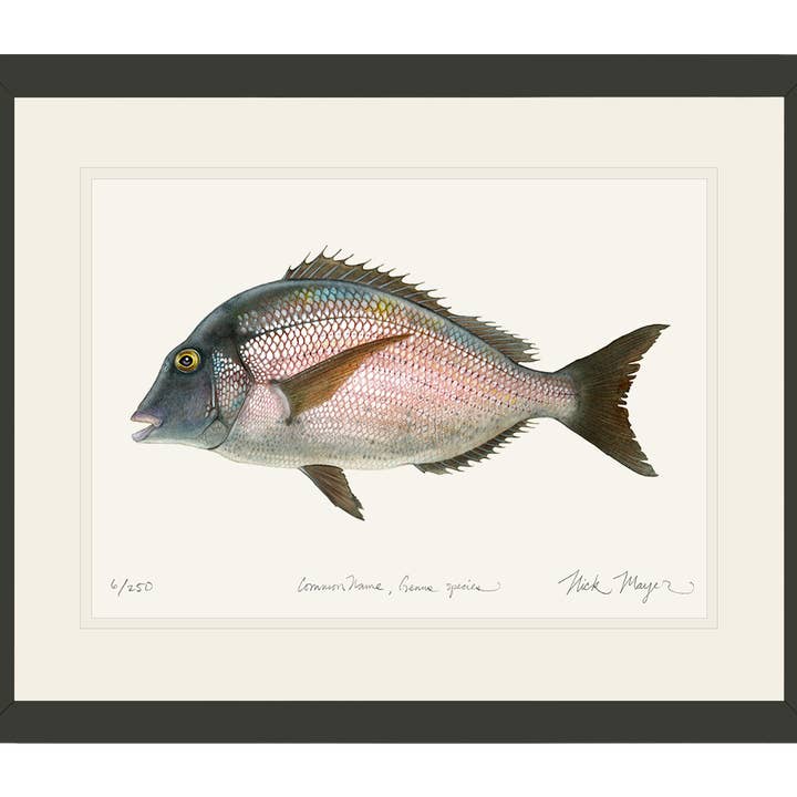 Scup Limited Edition Print for wholesale by Nick Mayer Art