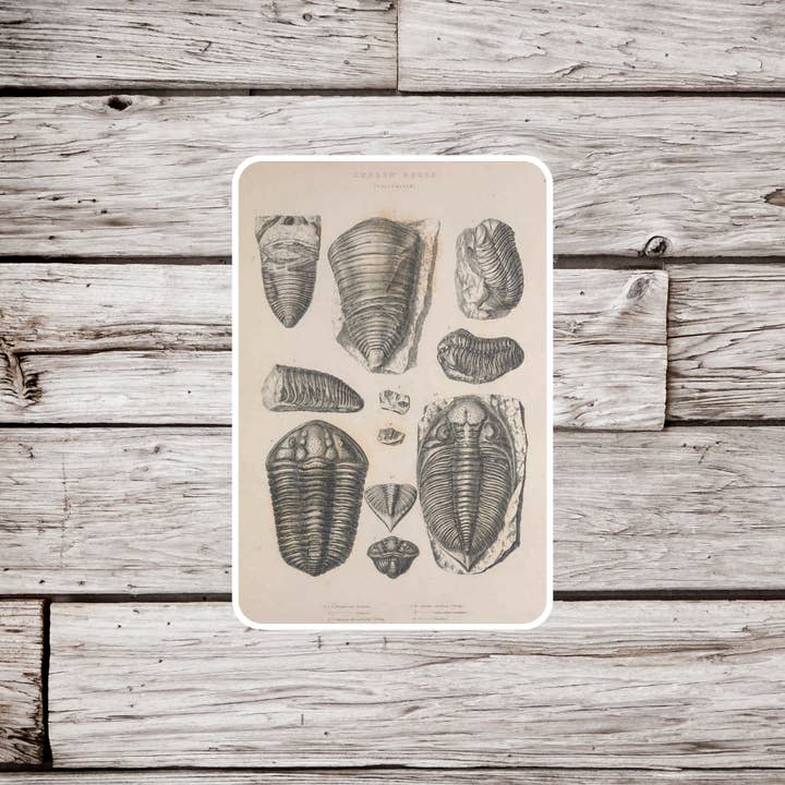 Trilobite Fossil Sticker, Fossil Sticker, Science Sticker for wholesale by NatureCuts