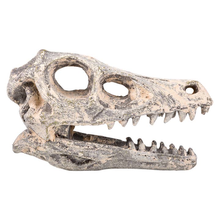 The Toy Network - Wholesale DIY Craft Kit - Kids - 6.5" VELOCIRAPTOR SKULL EXCAVATION3