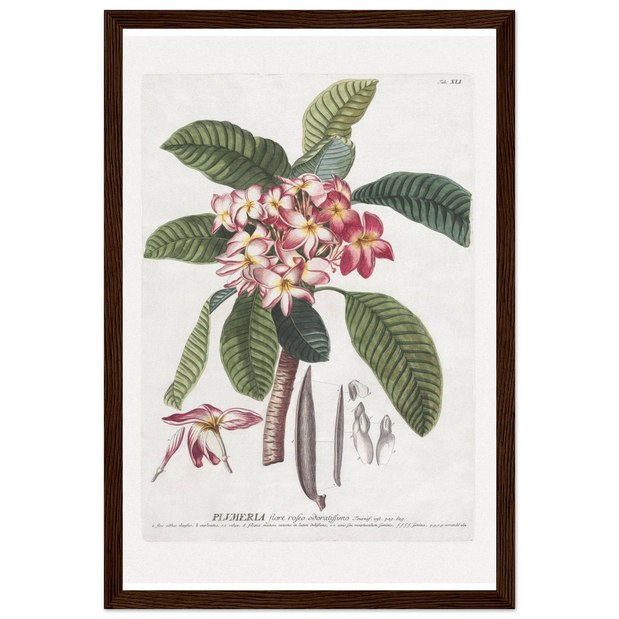 Maison de Paloma - Vendita all'ingrosso Stampa artistica - Plumeria16