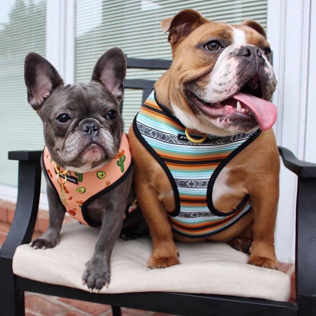 Frenchiestore - Wholesale Pet Harness - Dog - Dog Pet Reversible Health Harness | Livin' La Vida Frenchie3