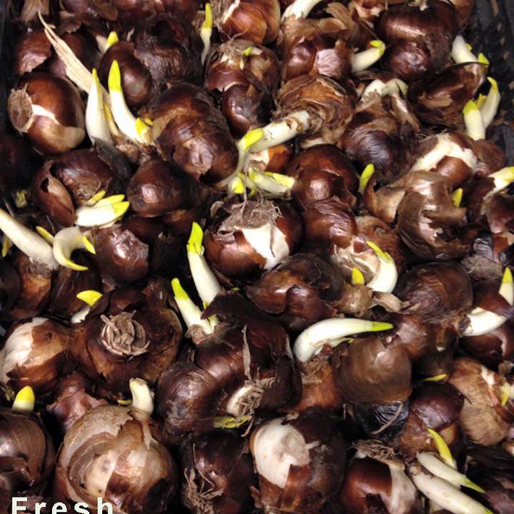 Dutch Flower Lady - Wholesale Live Plant - 300 Fragrant Paperwhite Flower Bulbs USA Special Christmas